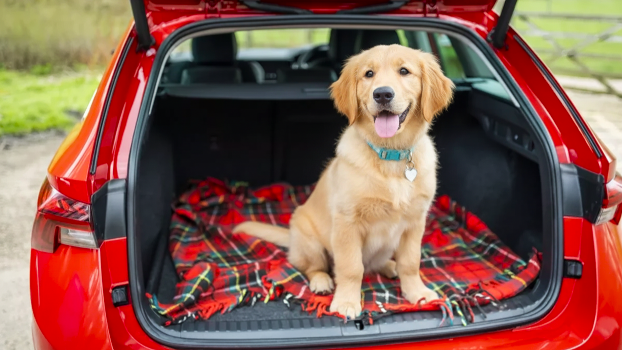 Cars with dog mode